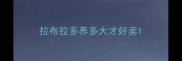 拉布拉多养多大才好卖