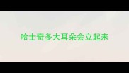 哈士奇多大耳朵会立起来