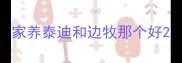 家养泰迪和边牧那个好