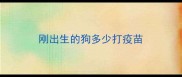 刚出生的狗多少打疫苗