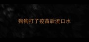 狗狗打了疫苗后流口水