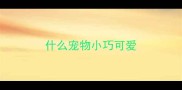 什么宠物小巧可爱