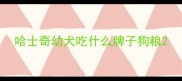 哈士奇幼犬吃什么牌子狗粮