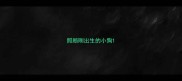 照顾刚出生的小狗
