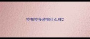 拉布拉多种狗什么样