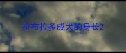 拉布拉多成犬的身长