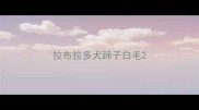 拉布拉多犬蹄子白毛