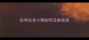 拉布拉多小狗如何注射疫苗