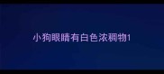 小狗眼睛有白色浓稠物