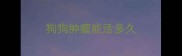 狗狗肿瘤能活多久