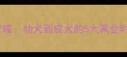 萨摩犬疫苗接种全攻略幼犬到成犬的5大黄金时间节点及注意事项