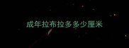 成年拉布拉多多少厘米