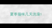 夏季猫咪几天洗澡