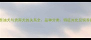 加粗泰迪犬与贵宾犬的关系全品种分类特征对比及饲养指南