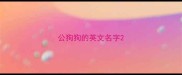 公狗狗的英文名字
