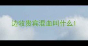 边牧贵宾混血叫什么