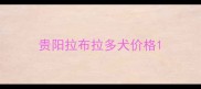 贵阳拉布拉多犬价格