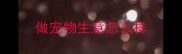 做宠物生意怎么样