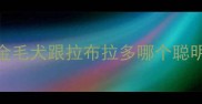 金毛犬跟拉布拉多哪个聪明