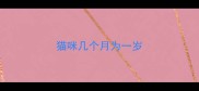 猫咪几个月为一岁