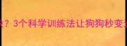小拉布拉多跑不快3个科学训练法让狗狗秒变运动达人