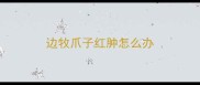 边牧爪子红肿怎么办