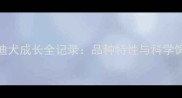 4个月泰迪犬成长全记录品种特性与科学饲养指南