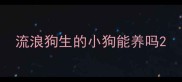 流浪狗生的小狗能养吗