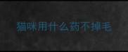 猫咪用什么药不掉毛