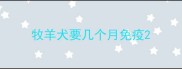 牧羊犬要几个月免疫