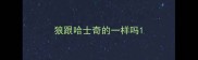 狼跟哈士奇的一样吗
