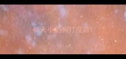 45天小奶狗打疫苗