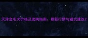 天津金毛犬价格及选购指南最新行情与避坑建议