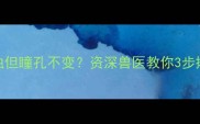 猫咪眼睛浑浊但瞳孔不变资深兽医教你3步揪出隐形杀手