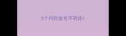 5个月的金毛不听话