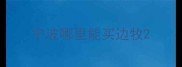 宁波哪里能买边牧