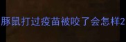 豚鼠打过疫苗被咬了会怎样