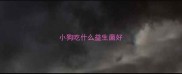 小狗吃什么益生菌好
