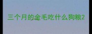 三个月的金毛吃什么狗粮