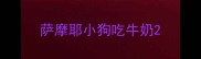 萨摩耶小狗吃牛奶