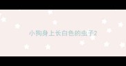 小狗身上长白色的虫子