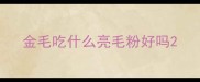 金毛吃什么亮毛粉好吗