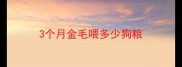3个月金毛喂多少狗粮