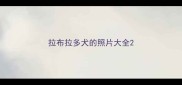 拉布拉多犬的照片大全