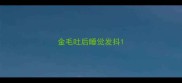 金毛吐后睡觉发抖