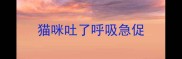 猫咪吐了呼吸急促