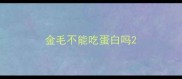 金毛不能吃蛋白吗