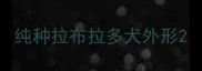 纯种拉布拉多犬外形