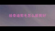 给泰迪剪毛怎么能剪好