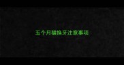 五个月猫换牙注意事项